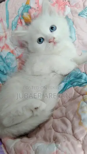 Pure Persian × Turkish Angora ( Blue eyes )