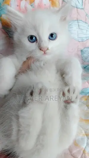 Pure Persian × Turkish Angora (Blue eyes)