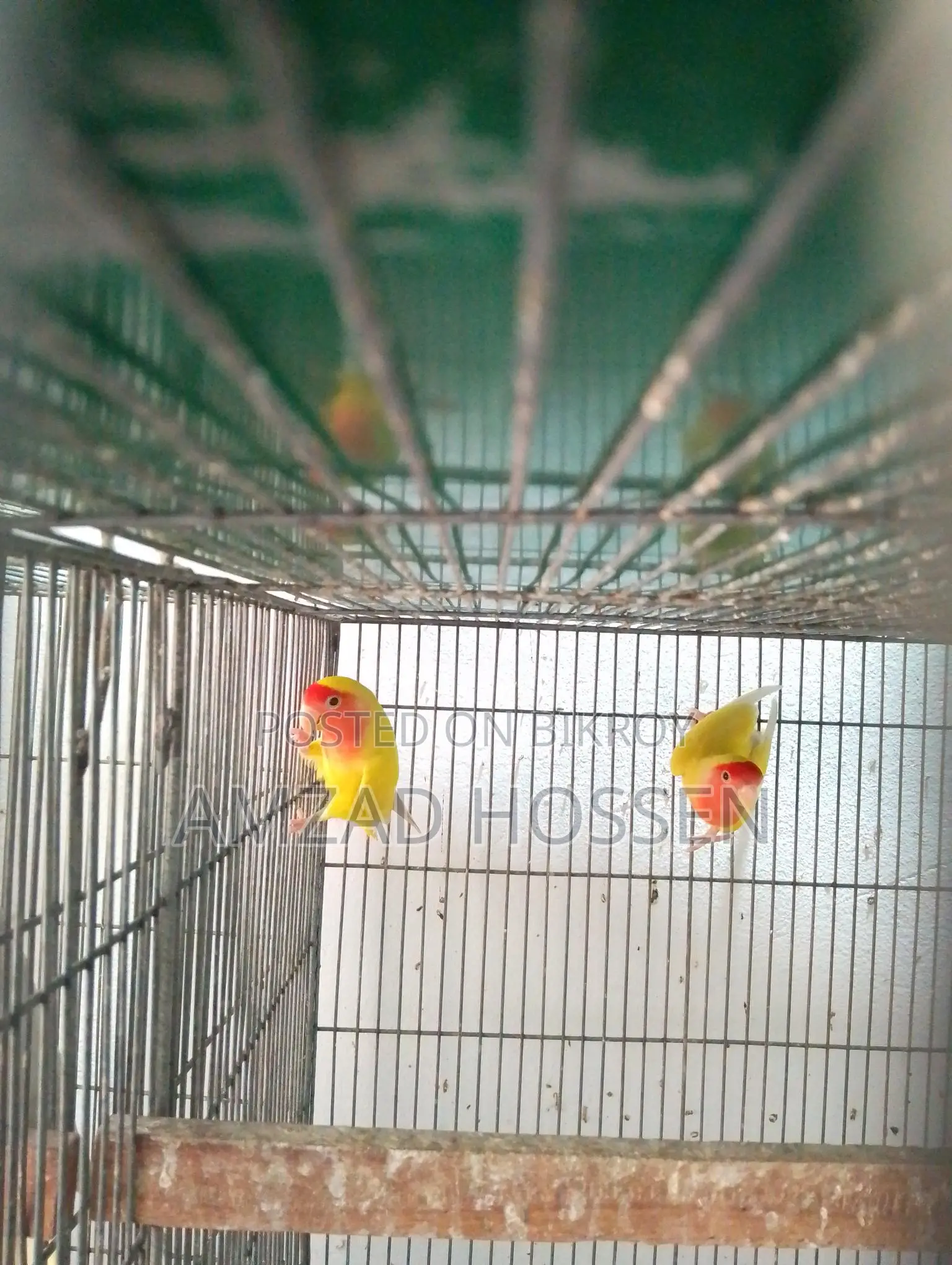 Lovebird Birds