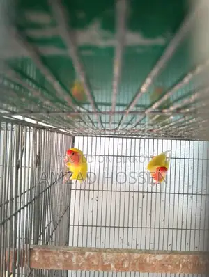 Lovebird Birds