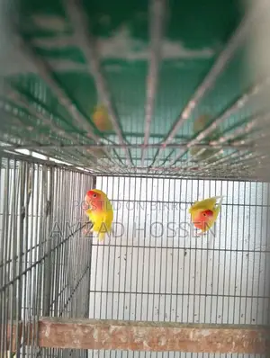 Lovebird Birds