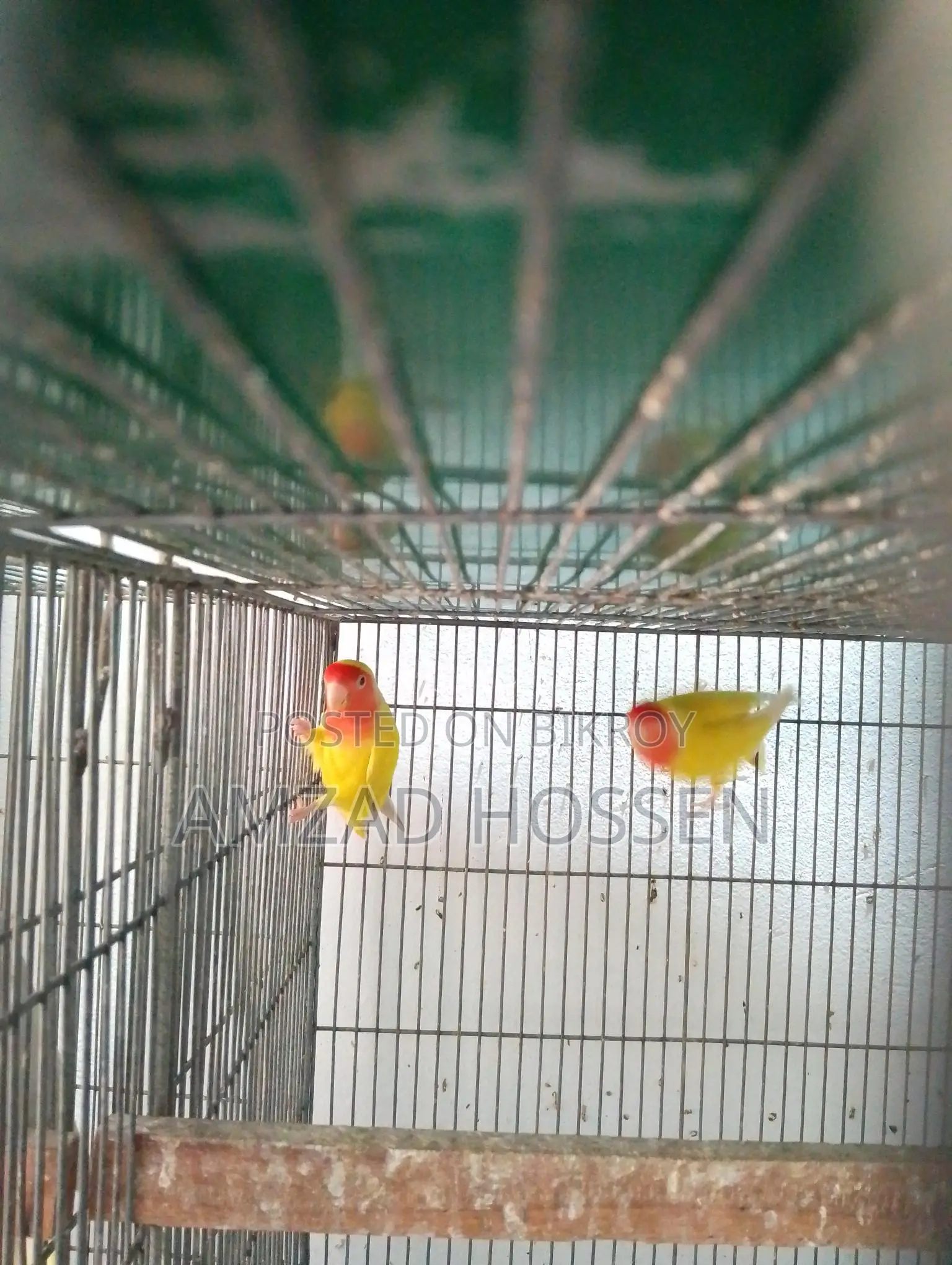 Lovebird Birds