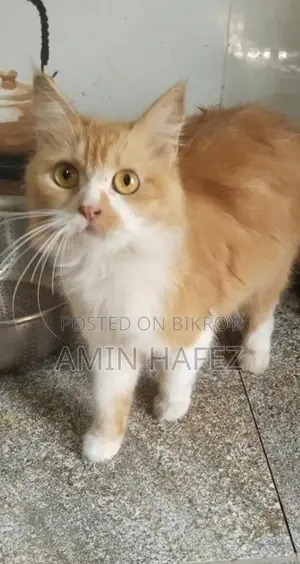 Persian Cat for Sale
