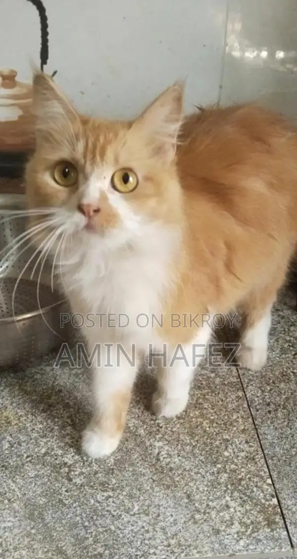 Persian Cat Sale