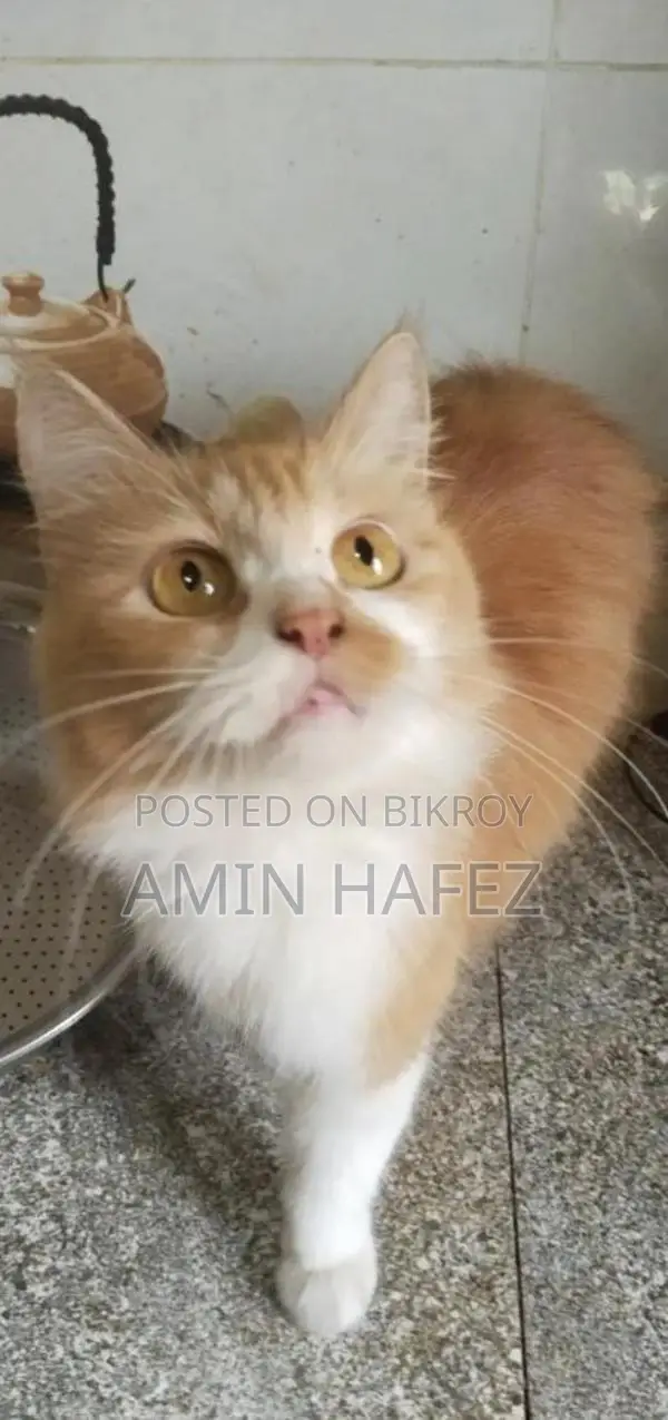 Persian Cat Sale