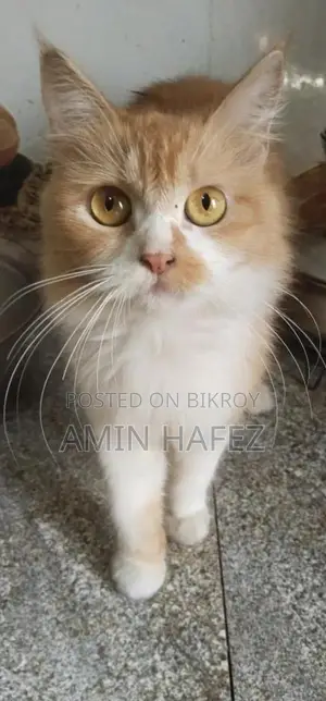 Persian Cat Sale