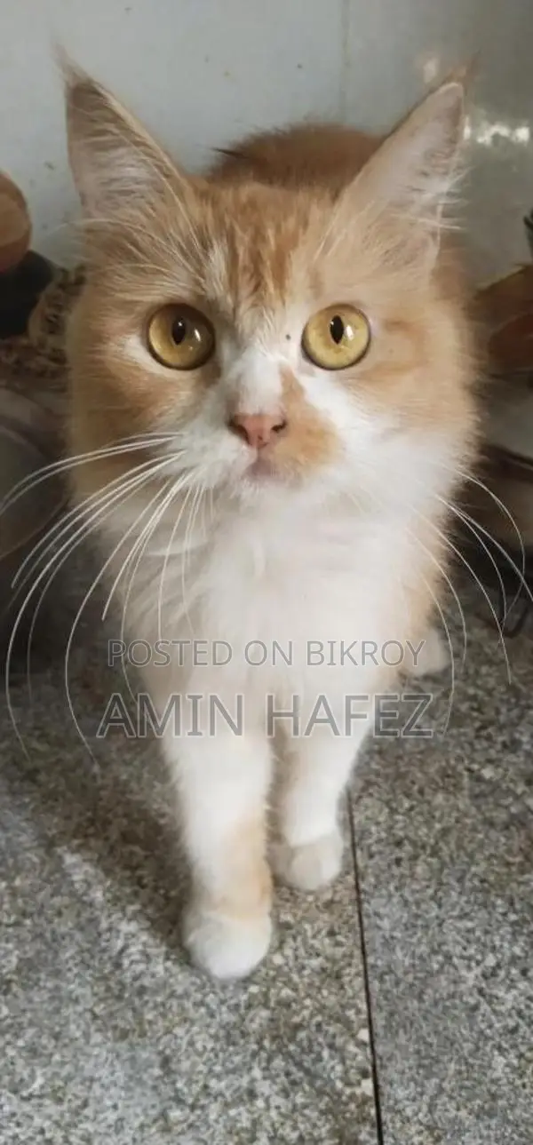 Persian Cat Sale