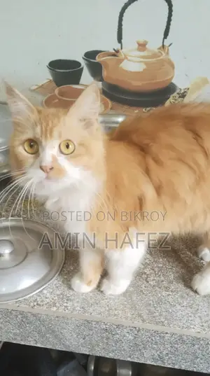 Persian Cat Sale