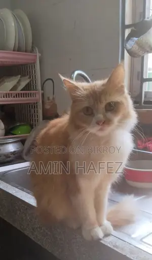 Persian Cat Sale