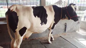 ৯৮৪ নং ১৯ লিটার দুধের গাভী কিনুন গ্যারান্টি আছে।