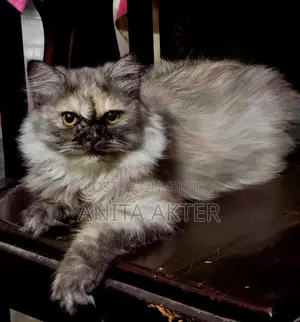 Cats for sale
