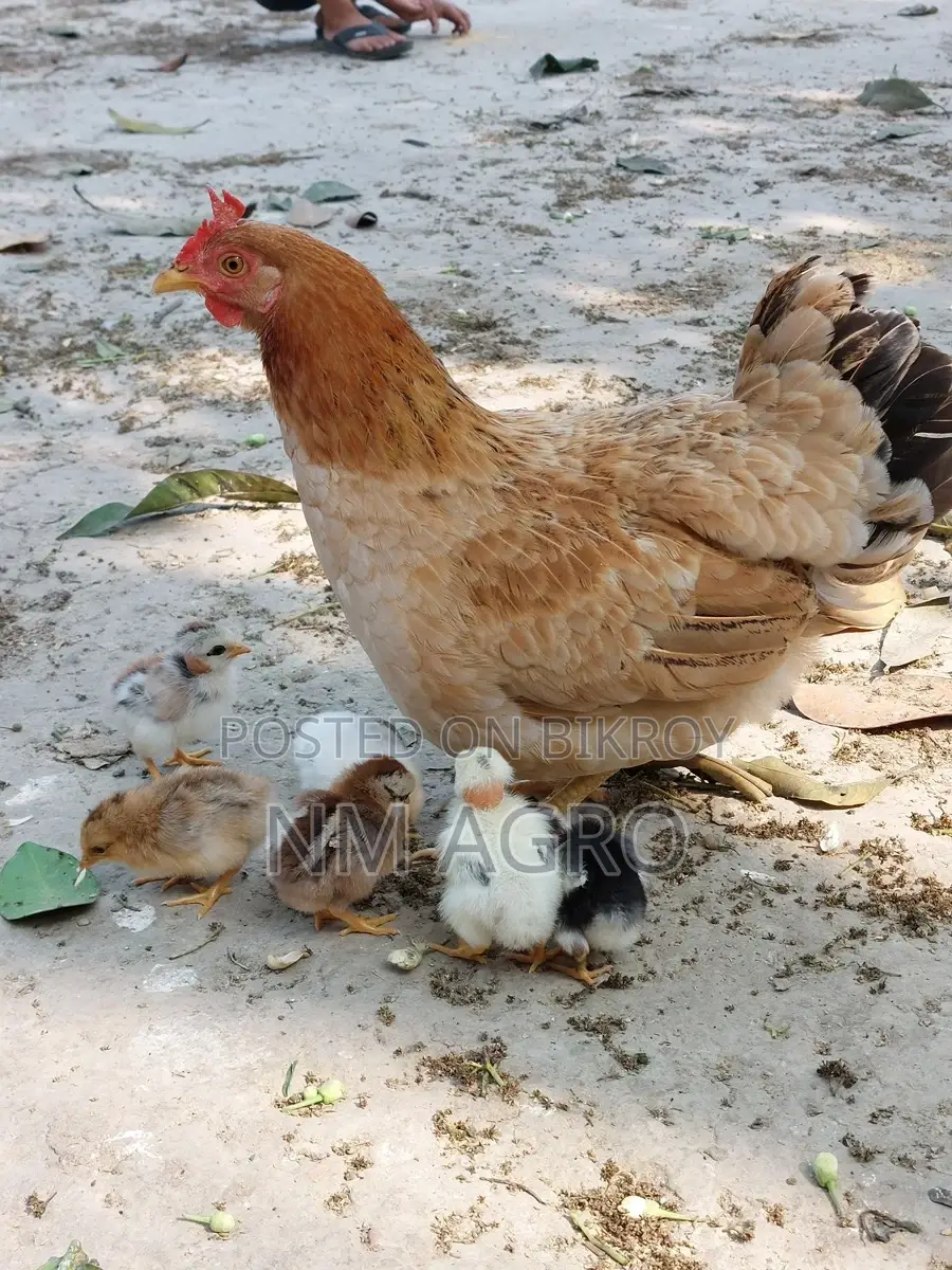 Pure Desi Chicken Chicks