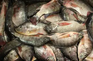 Wholesale Live Tilapia Fish for Sale. 100% Farm-Raised.