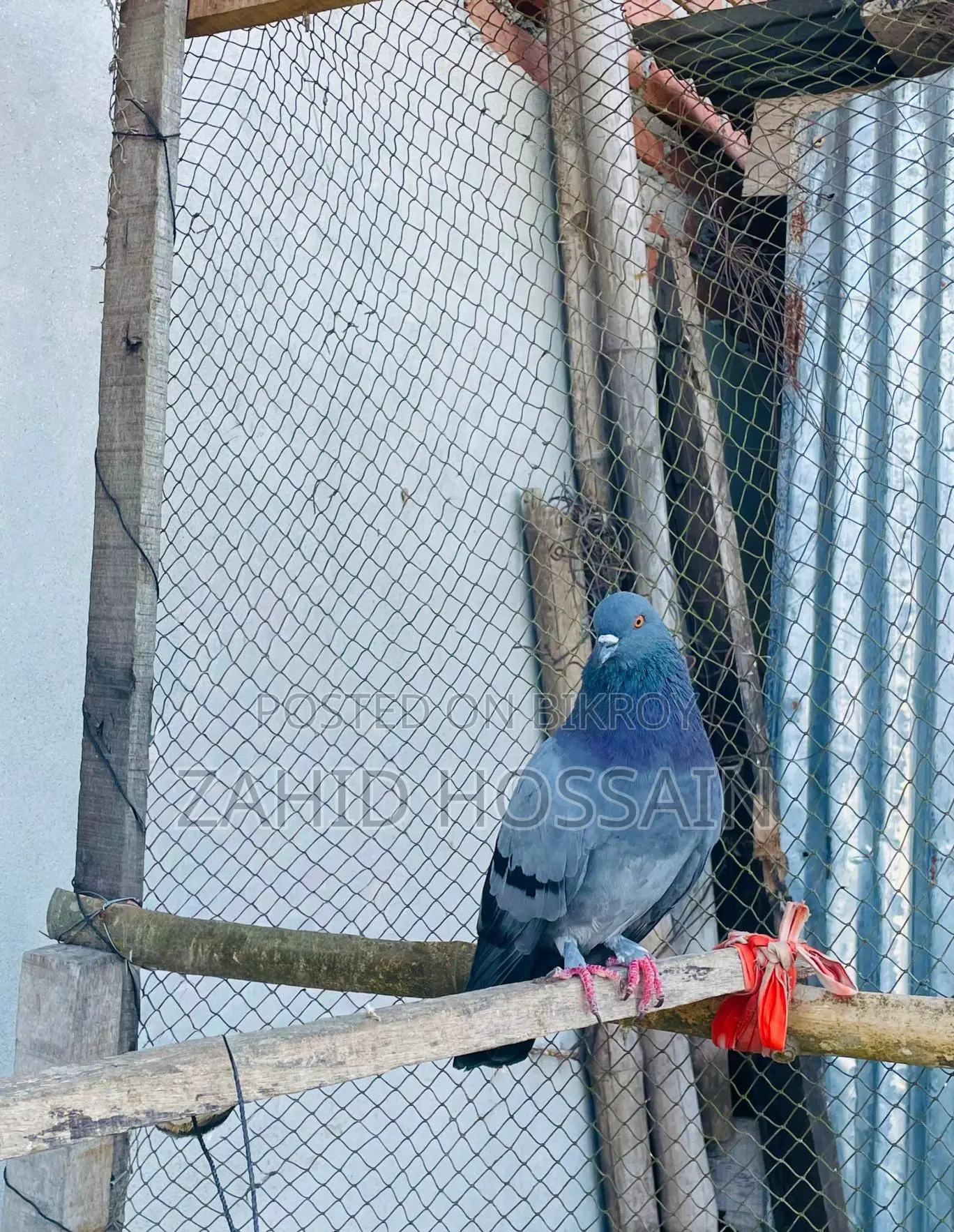 Active Male Bird
