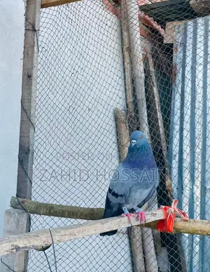 Active Male Bird