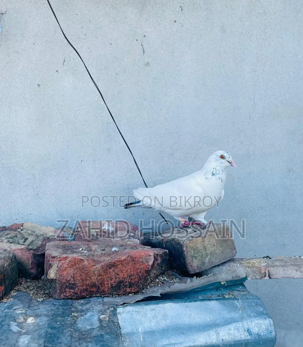 Active Male Bird