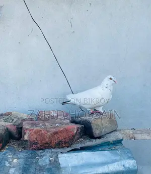 Active Male Bird