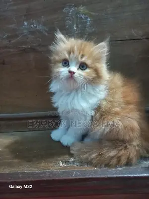 Persian Cat