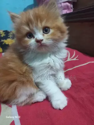 পার্সিয়ান বিড়াল
