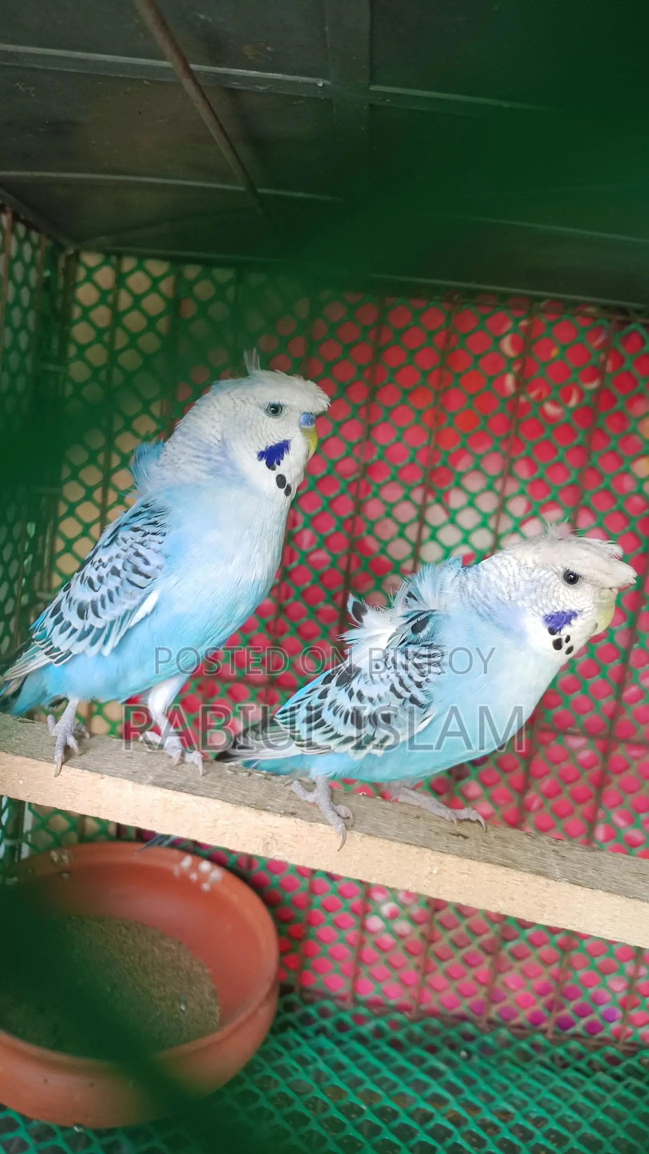 Japanese Budgie Pair for Sale