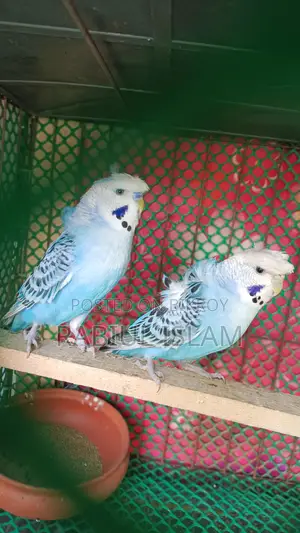 Japanese Budgie Pair for Sale