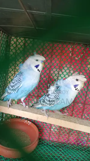 Japanese Budgie Pair for Sale