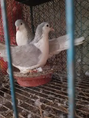 পোষা প্রাণী বিক্রি করব