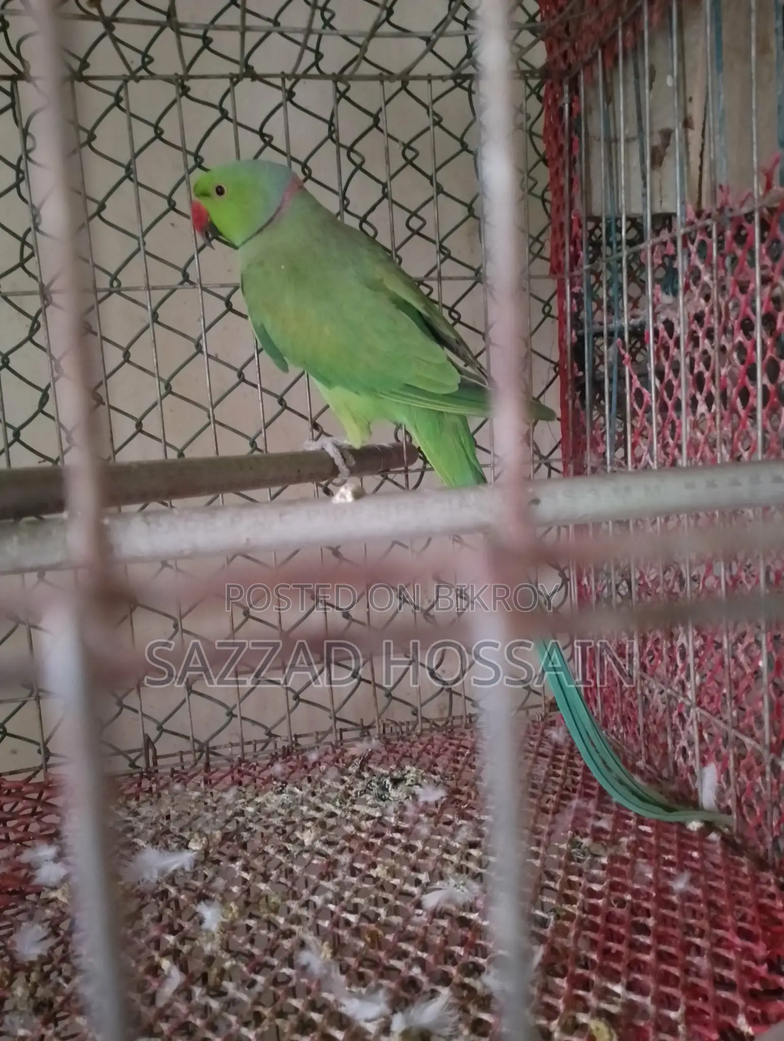 পোষা প্রাণী বিক্রি করব