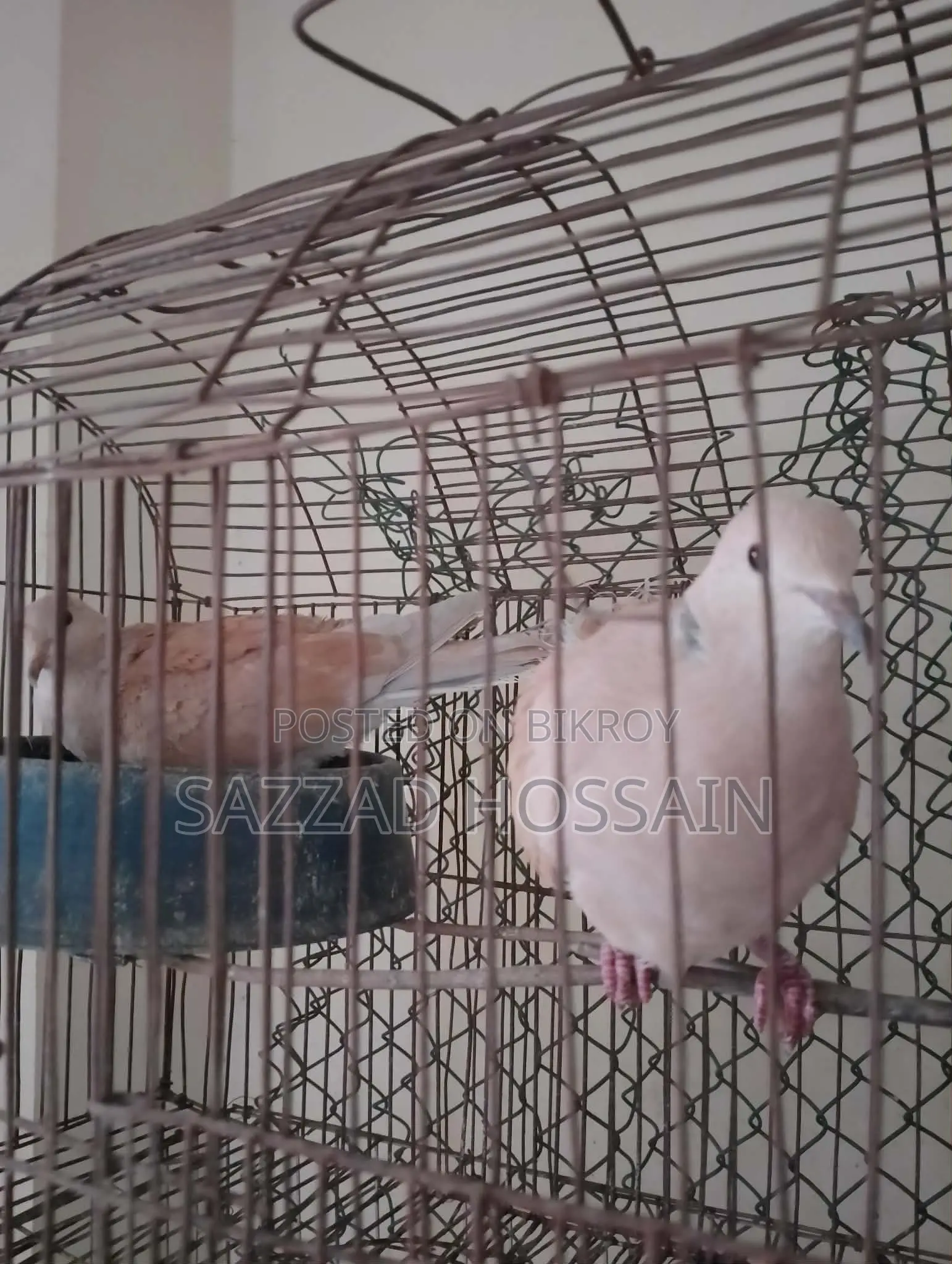 পোষা প্রাণী বিক্রি করব