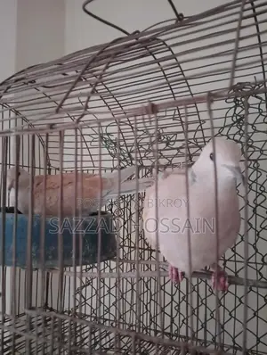 পোষা প্রাণী বিক্রি করব