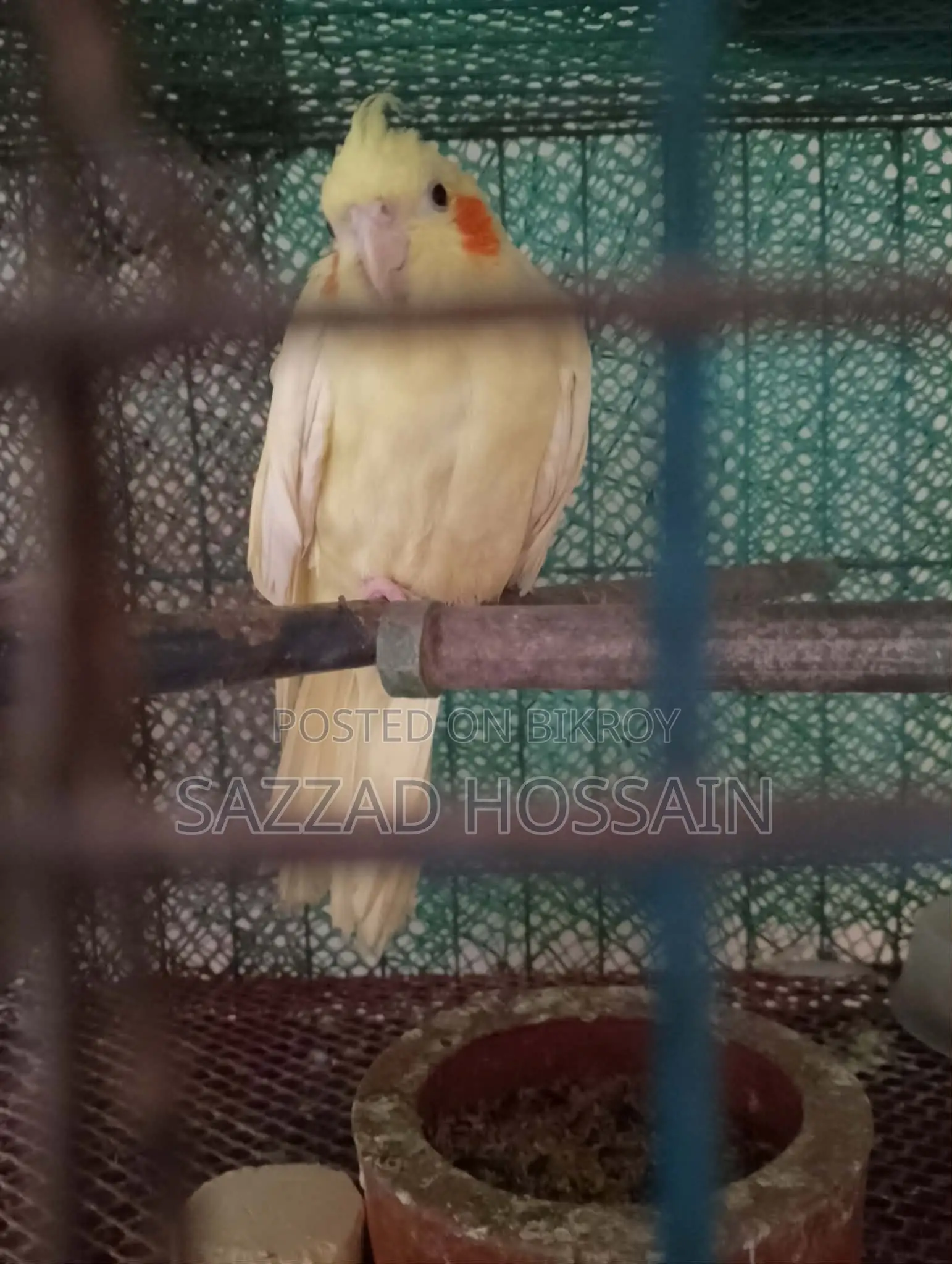 পোষা প্রাণী বিক্রি করব