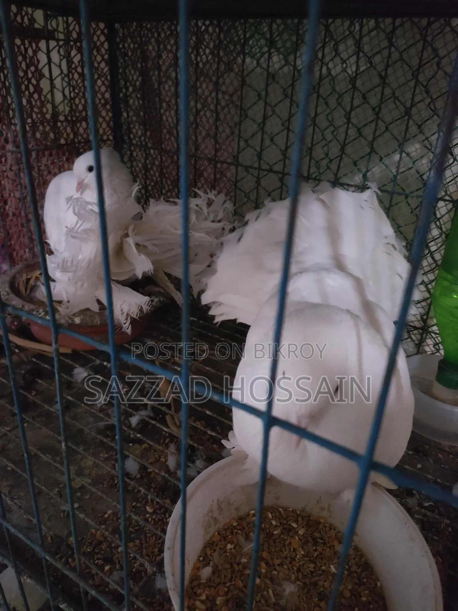 পোষা প্রাণী বিক্রি করব