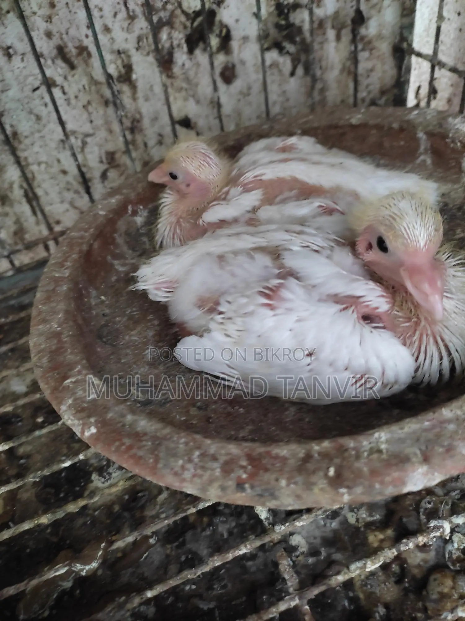 কবুতরের বাচ্চা