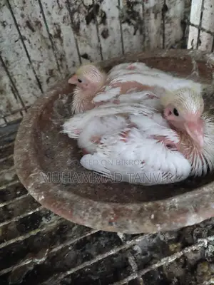 কবুতরের বাচ্চা