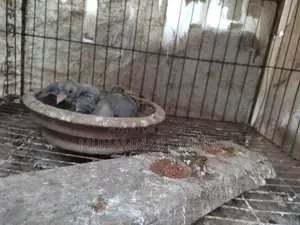 কবুতরের বাচ্চা