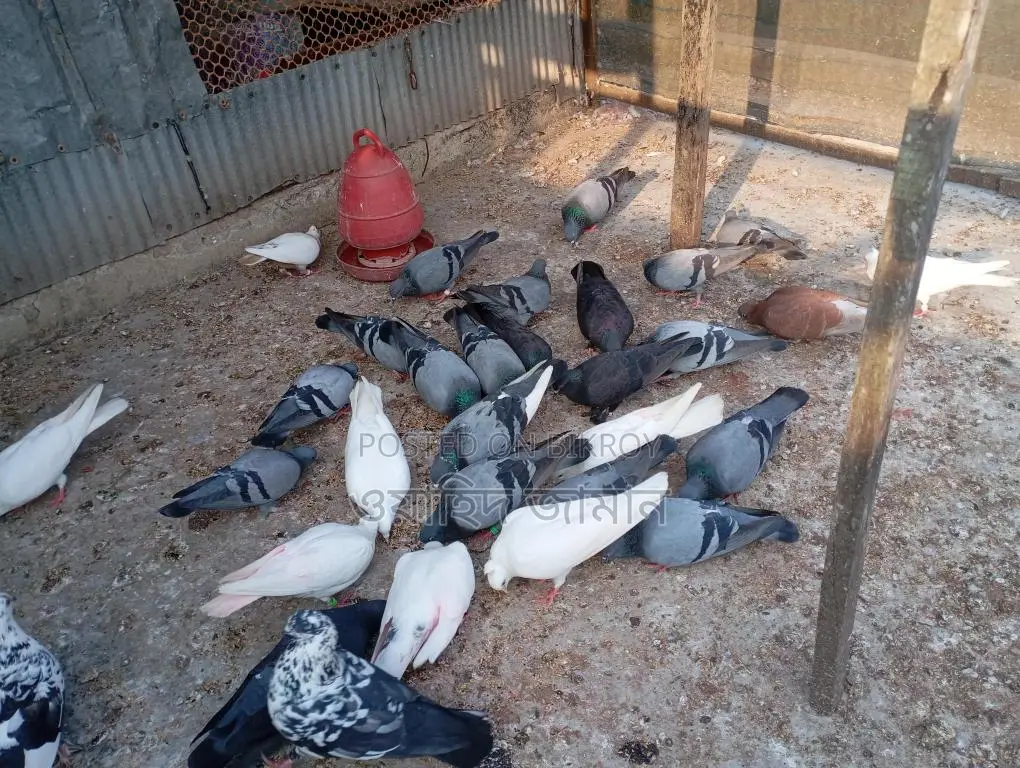 Running Pigeons for Sale with Eggs and Chicks