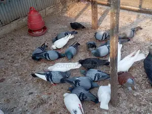 Running Pigeons for Sale with Eggs and Chicks