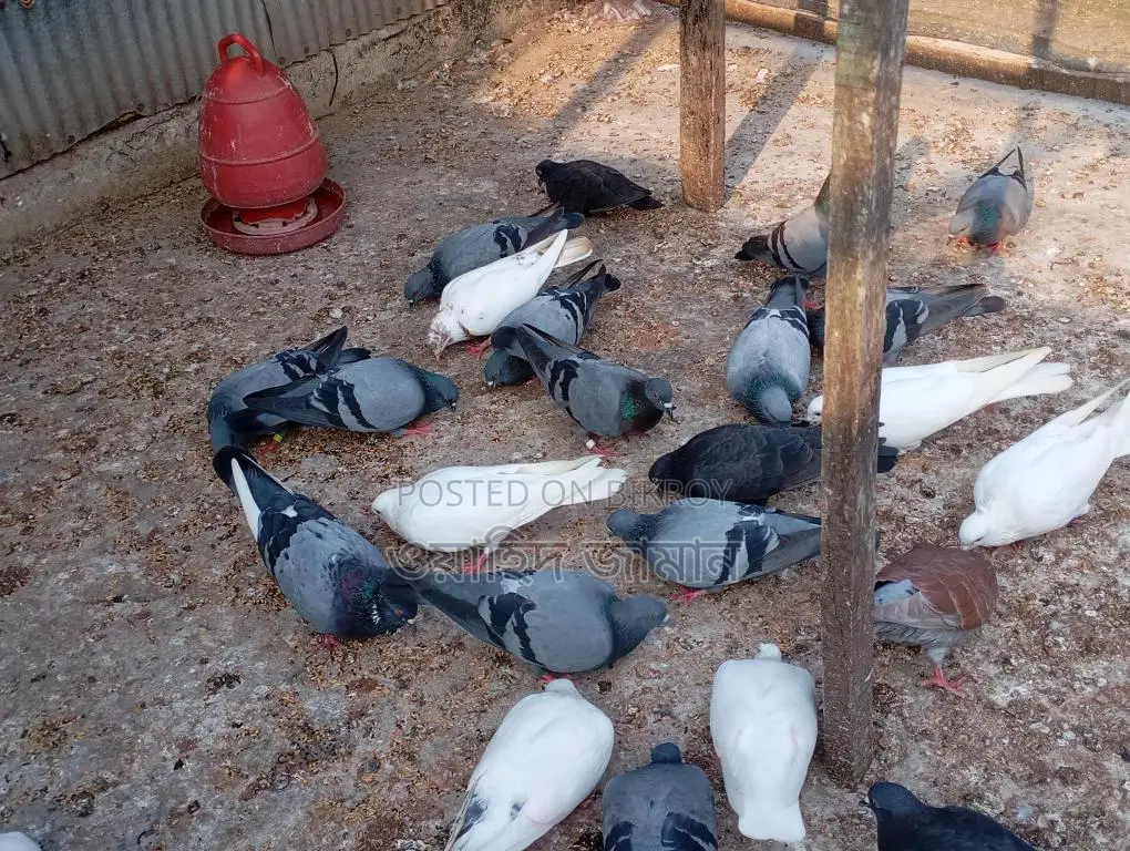 Running Pigeons for Sale with Eggs and Chicks