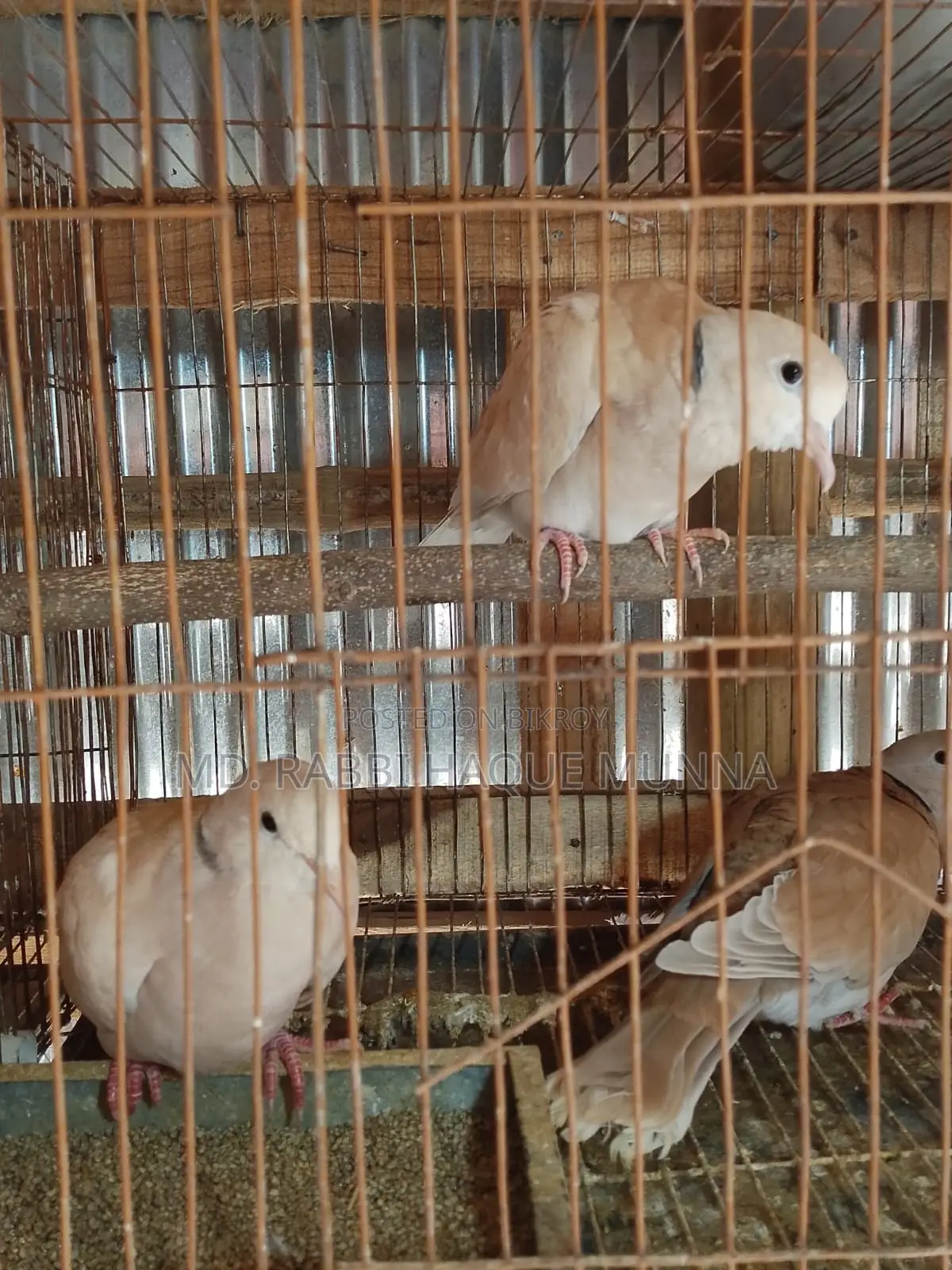 Australian Dove