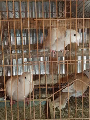 Australian Dove