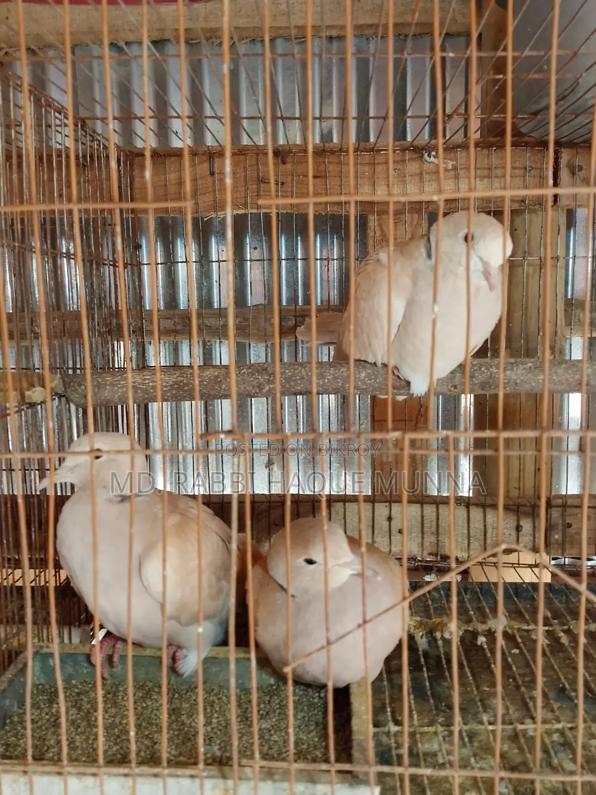 Australian Dove