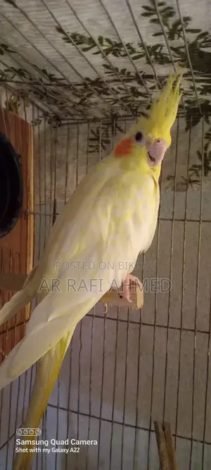 Akta Running Female Lutino Pearl Cocktail Sell Hobe