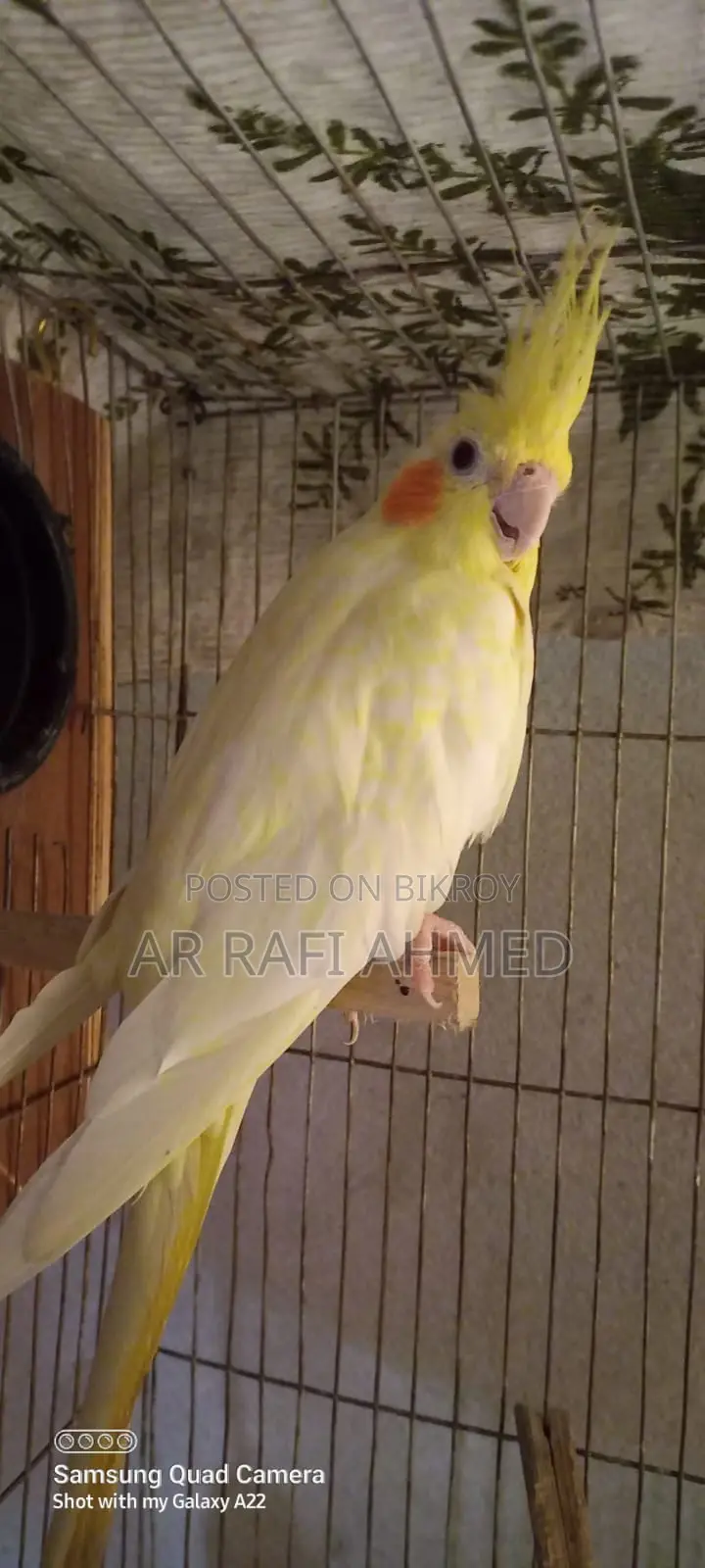 Akta Running Female Lutino Pearl Cocktail Sell Hobe
