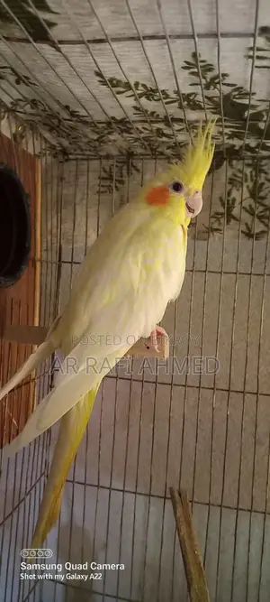 Akta Running Female Lutino Pearl Cocktail Sell Hobe