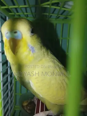 বাজরিগর পাখি