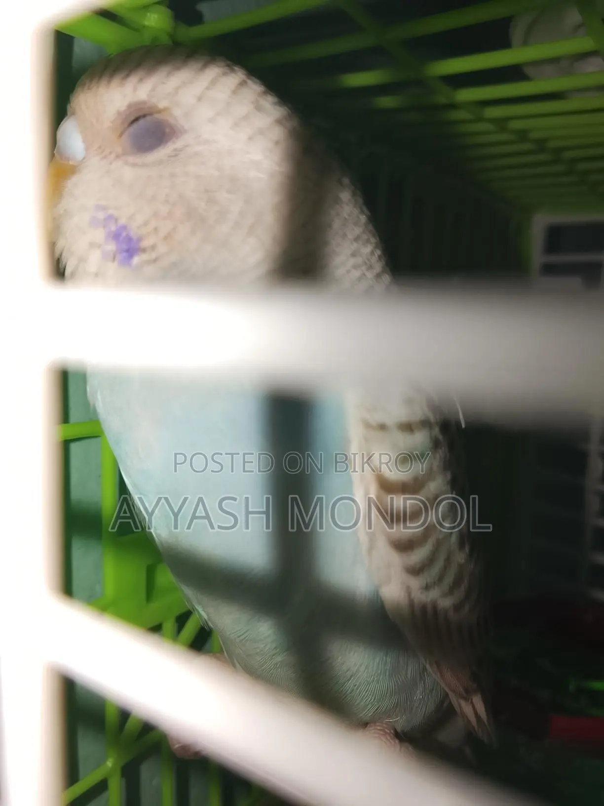 বাজরিগর পাখি