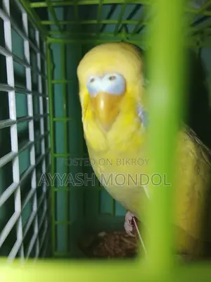 বাজরিগর পাখি