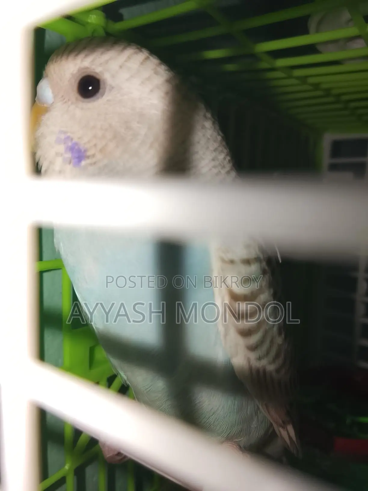 বাজরিগর পাখি