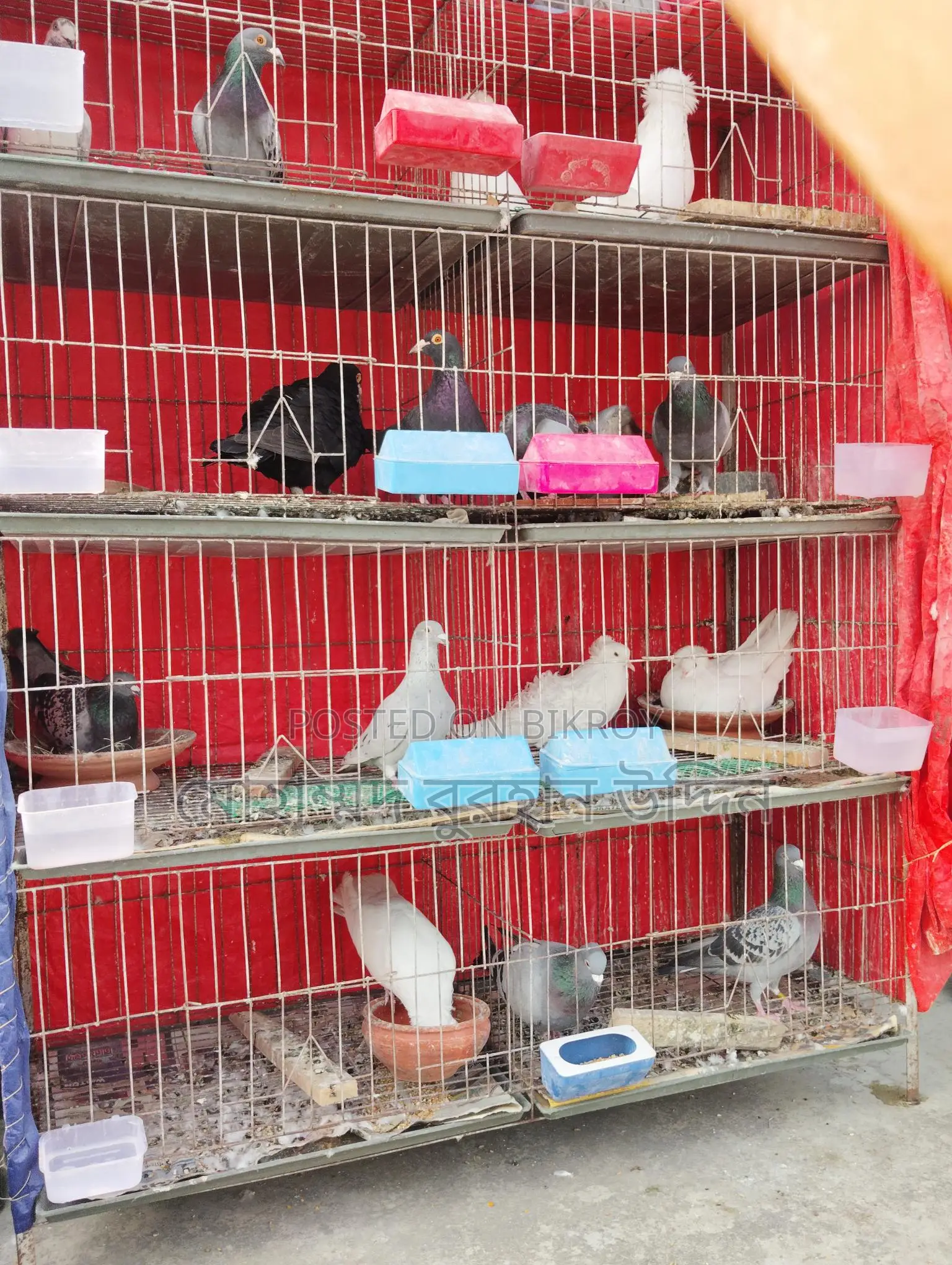 Pigeons for Sale