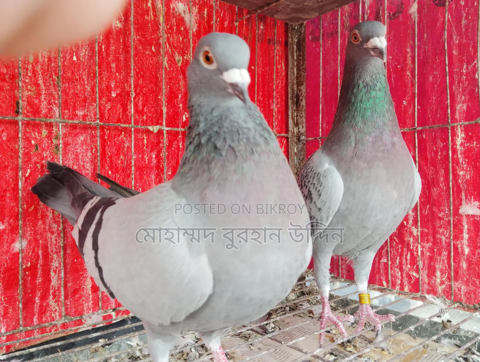 Pigeons for Sale